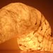 RIZOMA escultura 60x45x35cm